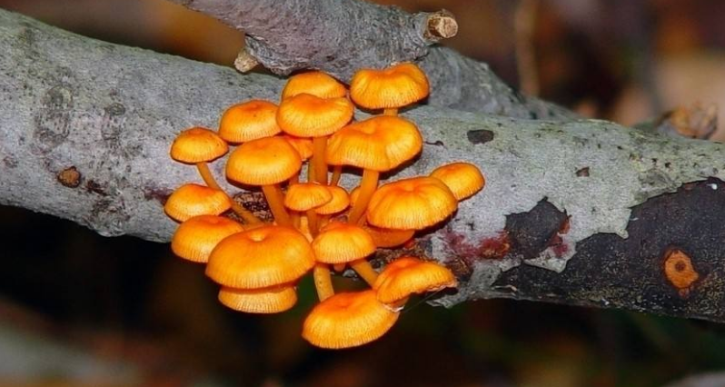 食用菌实用的制种技术