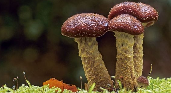 食用菌系列的生物农药优点