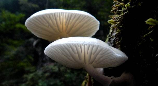 有机蘑菇栽培技术要点