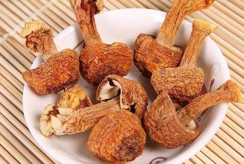 信邦生物姬松茸干制技术