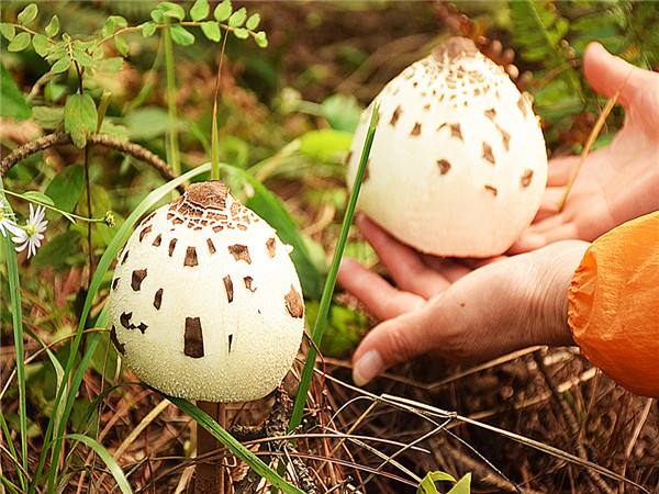 临沂信邦生物科技有限公司