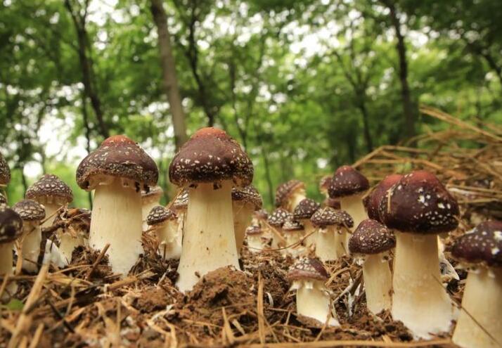 大球盖菇的盐渍加工