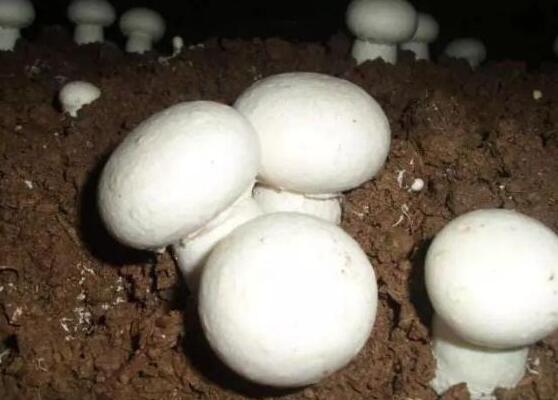 双孢菇管理及采后处理